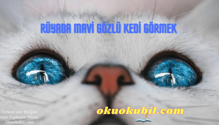 Rüyada mavi gözlü kedi görmek Ne Anlama Gelir?