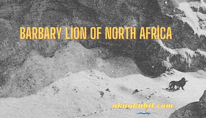 Barbary lion of North Africa
